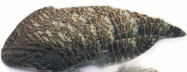 Lehtokurpan siipipari (Woodcock wings)